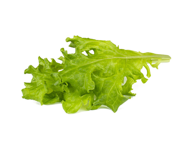 Oakleaf Lettuce Plant Pods