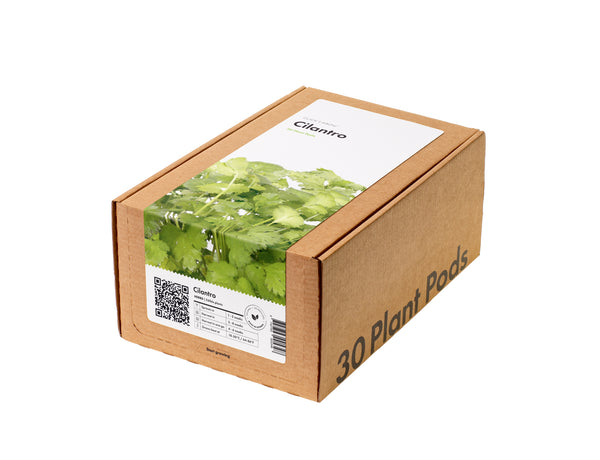 Cilantro (Coriander) Plant Pods 30-pack