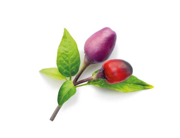 Purple Chili Pepper Plant Pods 9-pack