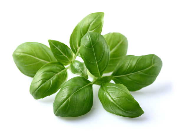 Basil Plant Pods 3-pack