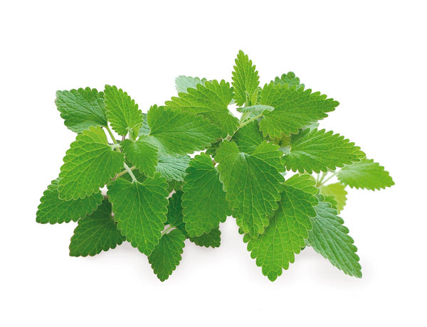 Catnip Plant Pods 3-pack
