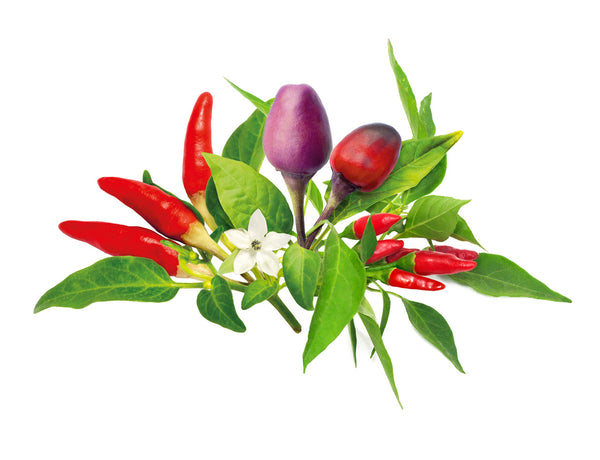 Chili Pepper Mix 9-pack