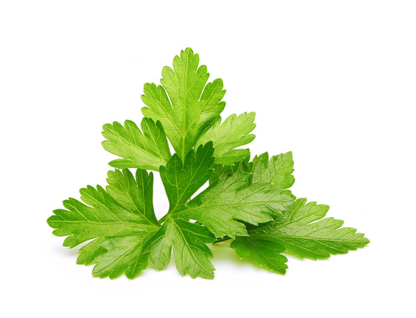 Cilantro (Coriander) Plant Pods 3-pack