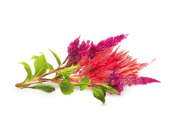 Cockscomb Plant Pods 3-pack