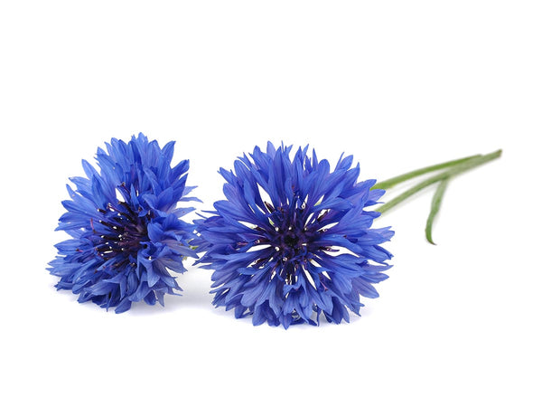 Cornflower Plant Pods 3-pack