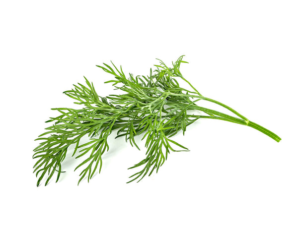 Dill Plant Pods 3-pack