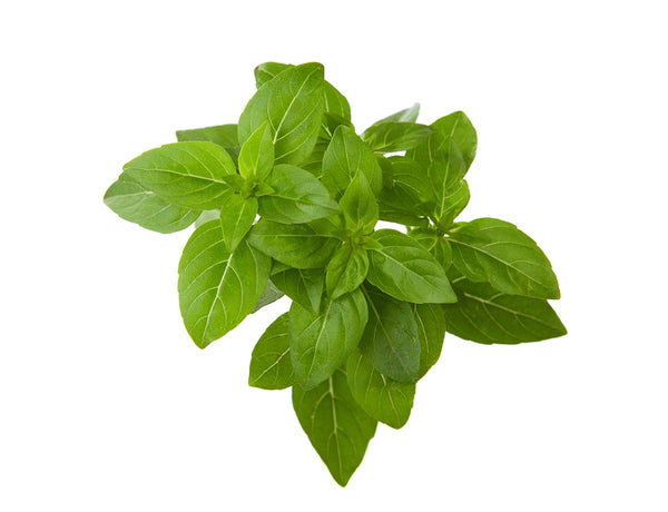 Dwarf Basil Plant Pods 3-pack