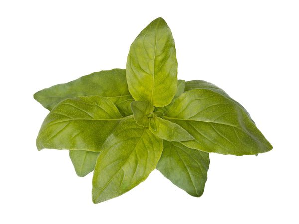Lime Basil Plant Pods