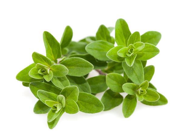 Marjoram Plant Pods 3-pack