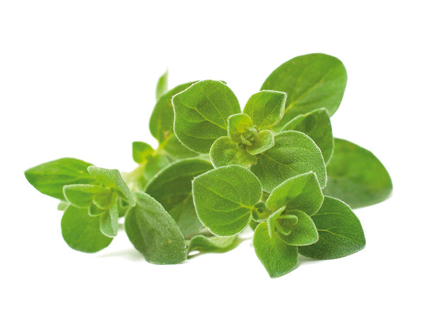 Oregano Plant Pods 3-pack