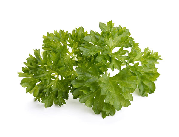 Curly Parsley Plant Pods 3-pack