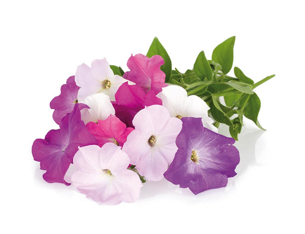 Petunia Plant Pods 3-pack