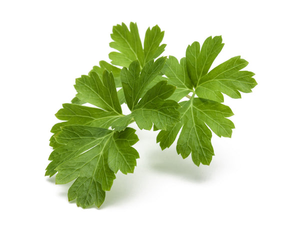 Plain Parsley Plant Pods 3-pack