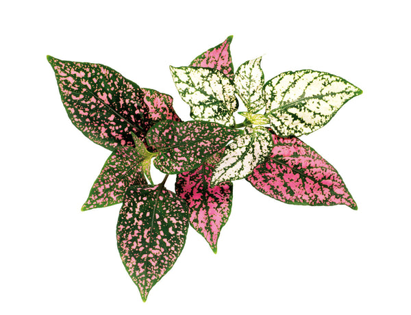 Polka Dot Flower Plant Pods 3-pack