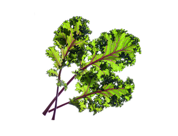 Red Kale Plant Pods 3-pack