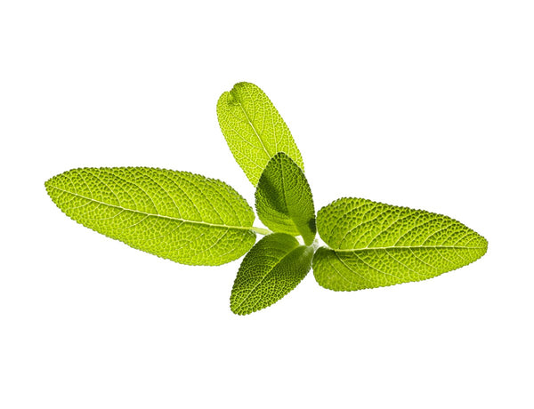 Garden Sage Plant Pods