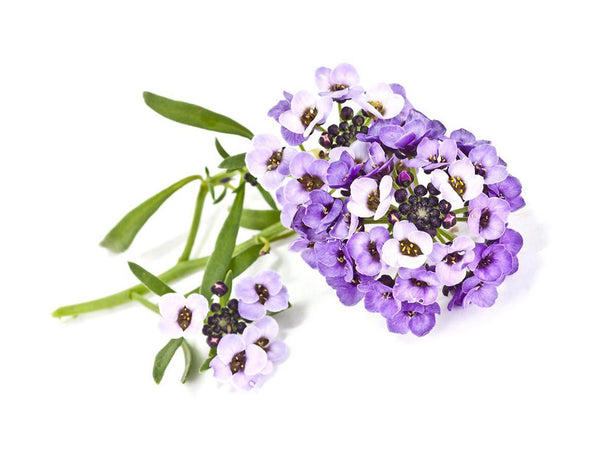 Sweet Alyssum Plant Pods 3-pack