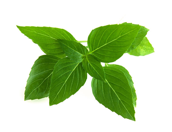 Thai Basil Plant Pods 3-pack