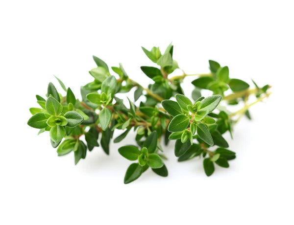 Thyme Plant Pods 3-pack