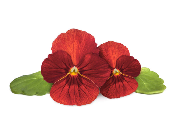 Red Pansy Plant Pods 3-pack