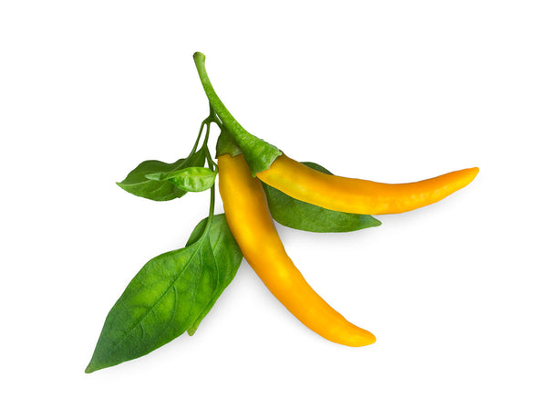 Yellow Chili Pepper Plant Pods