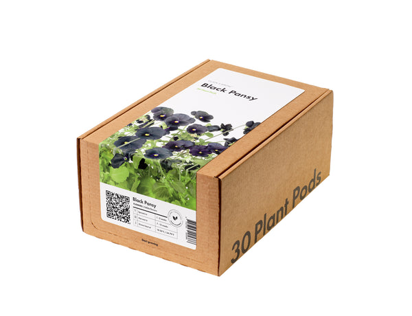 Black Pansy 30-pack