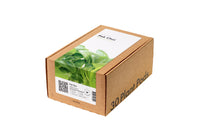 Pak Choi 30-pack / Pak Choi 30-pack