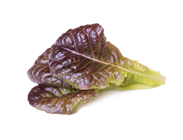 Red Lettuce Plant Pods 9-pack