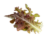 Red Oakleaf Lettuce Plant Pods 9-pack / Red Oakleaf Lettuce Plant Pods 9-pack