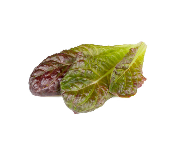 Red Romaine Lettuce Plant Pods 9-pack