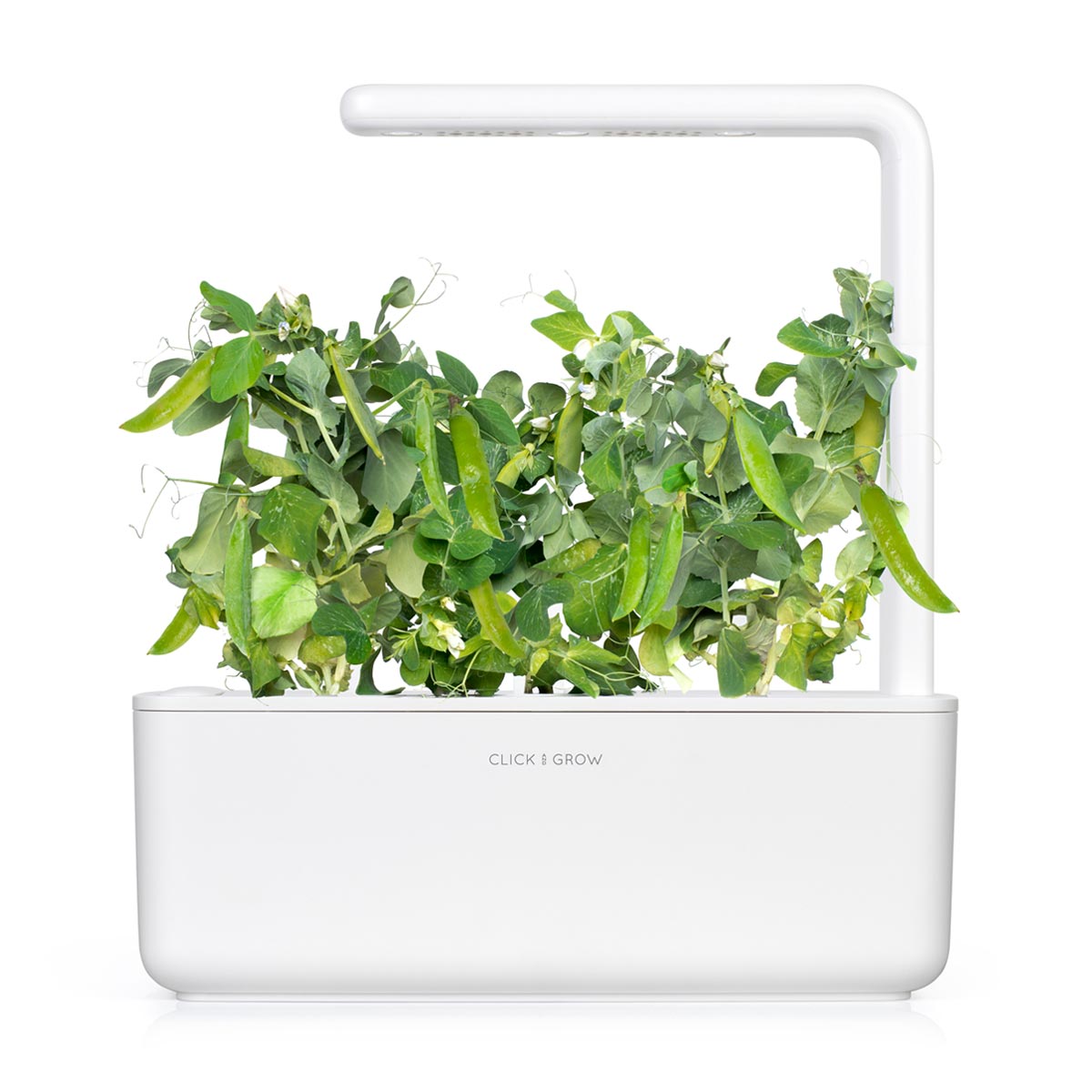 Dwarf Pea Plant Pods 9-pack / Grow Dwarf Pea at home. Indoor Garden. Indoor Herb Garden.