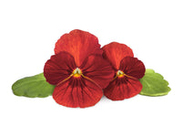 Red Pansy 30-pack / Red Pansy 30-pack