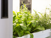 Urban Cultivator Commercial / Urban Cultivator Commercial