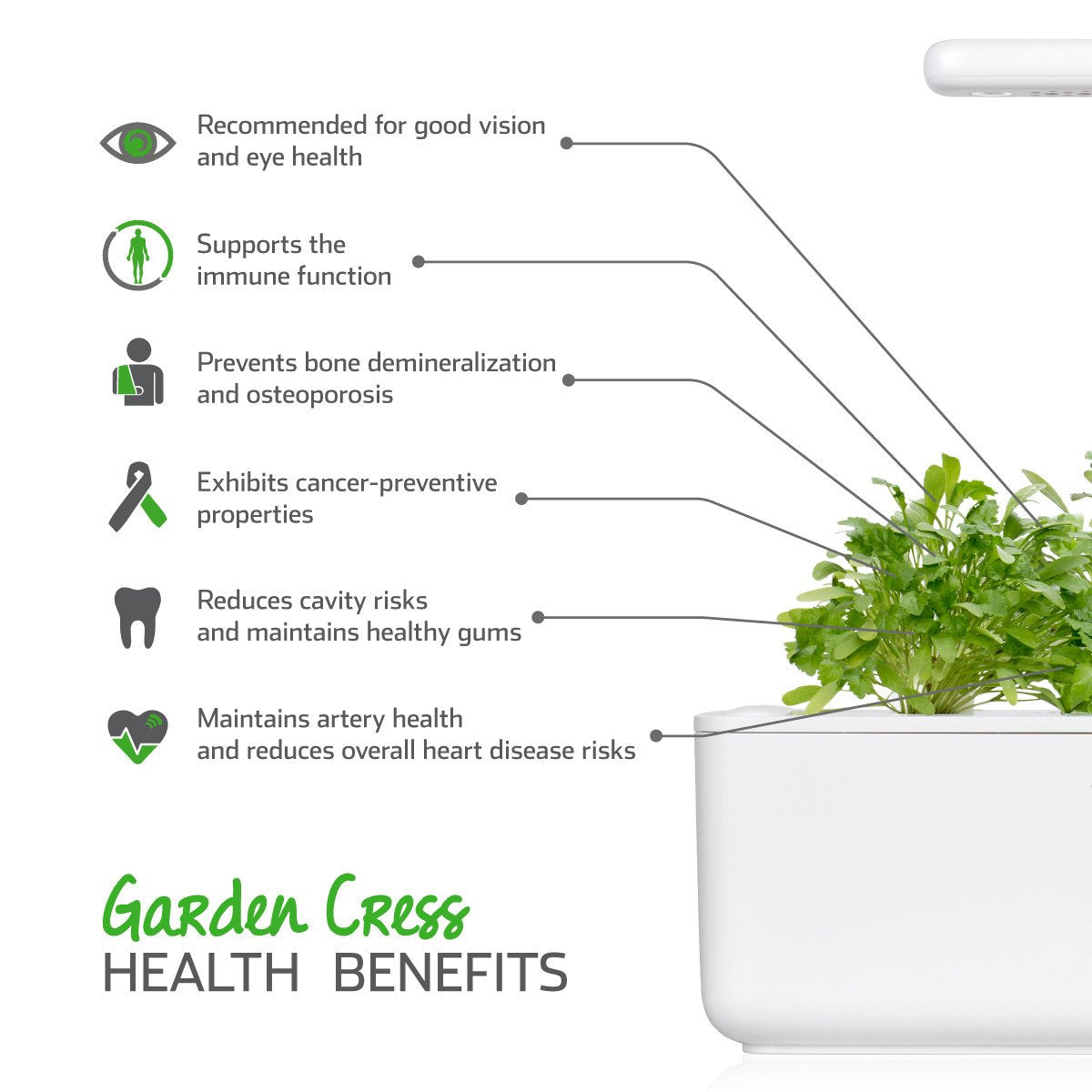 Garden Cress Plant Pods / Cress - grow cress at home - indoor herb garden kit - Click & Grow cress
