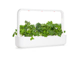 green kale