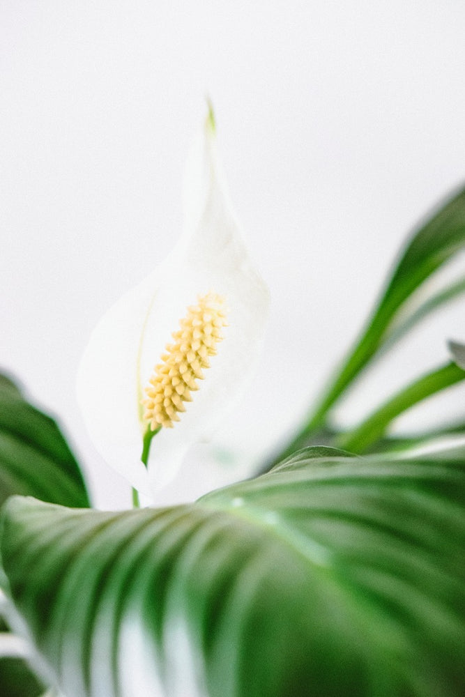 Too Busy To Garden? Try These 7 Low Maintenance Houseplants