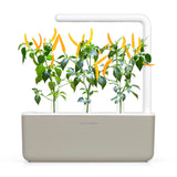 NEW PLANT LAUNCH: Yellow Chili Pepper