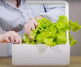 Lettuce being harvested in a Click & Grow Smart Garden