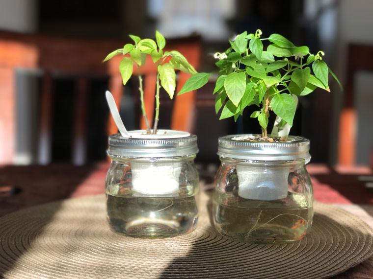 The Easiest DIY Indoor Garden You Should Try Making