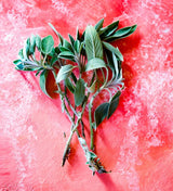 Best Food Combinations...with Sage