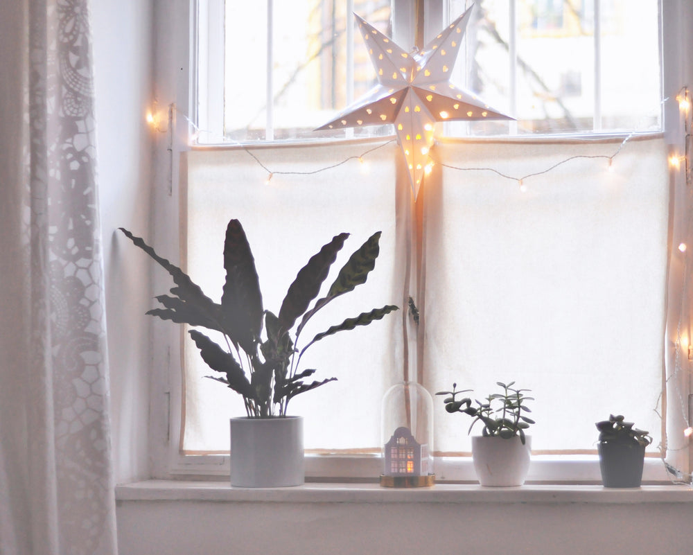 Winter Houseplant Care: 6 Quick Tips