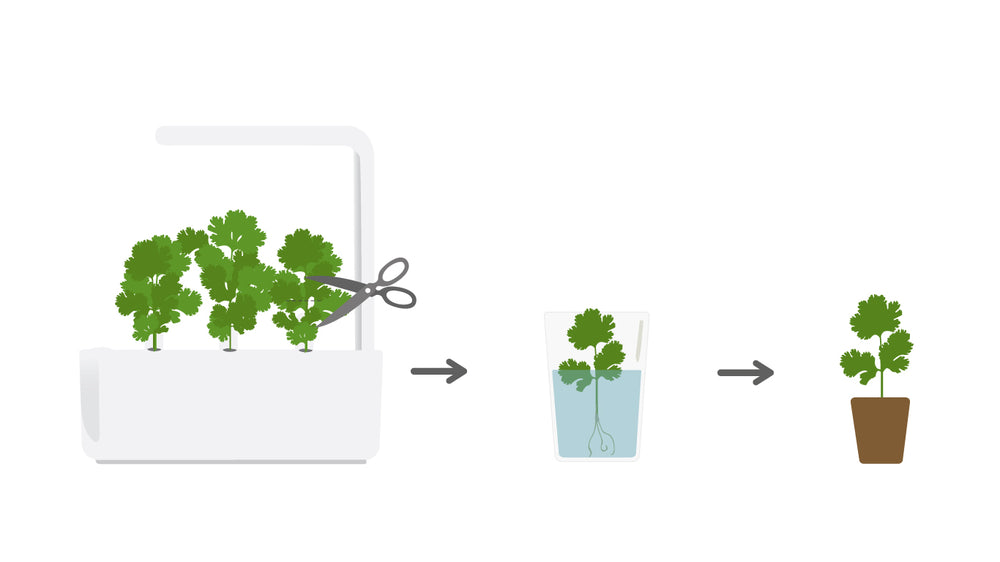 Tip of the Week - Cloning Your Plants