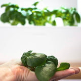 Woman holding Click & Grow basil leaves in the palm of her hand.