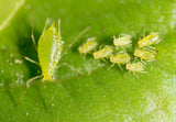Notice Pests in Your Indoor Garden? Read This!