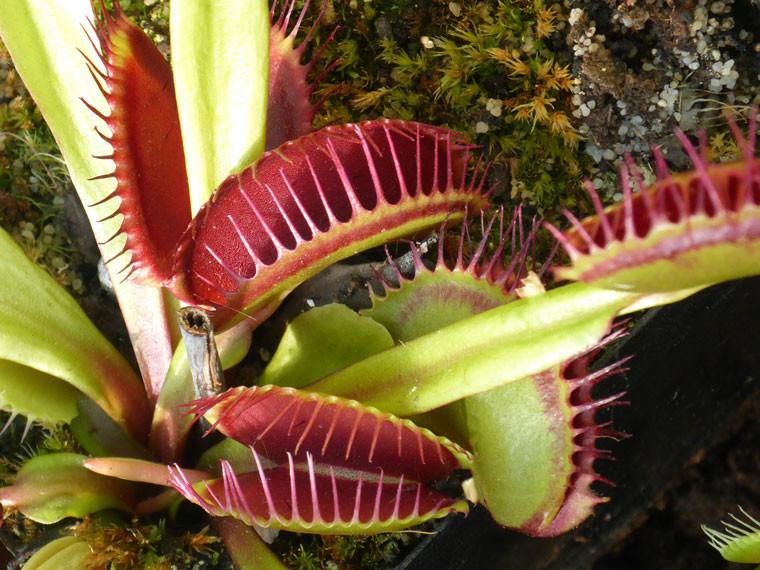VENUS FLY TRAP CARE: Basic Guide & Tips for Growing Carnivorous Plants  