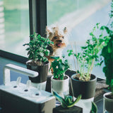 indoor garden pets