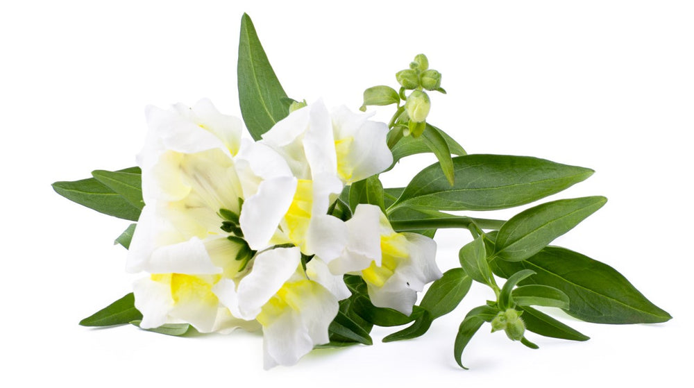 White Snapdragon: What Is it & How Can I Use It?