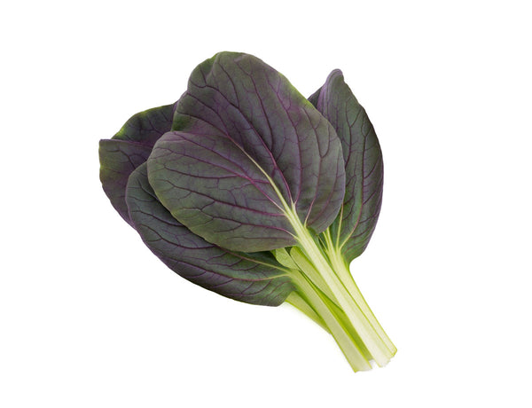 Red Pak Choi Plant Pods 9-pack