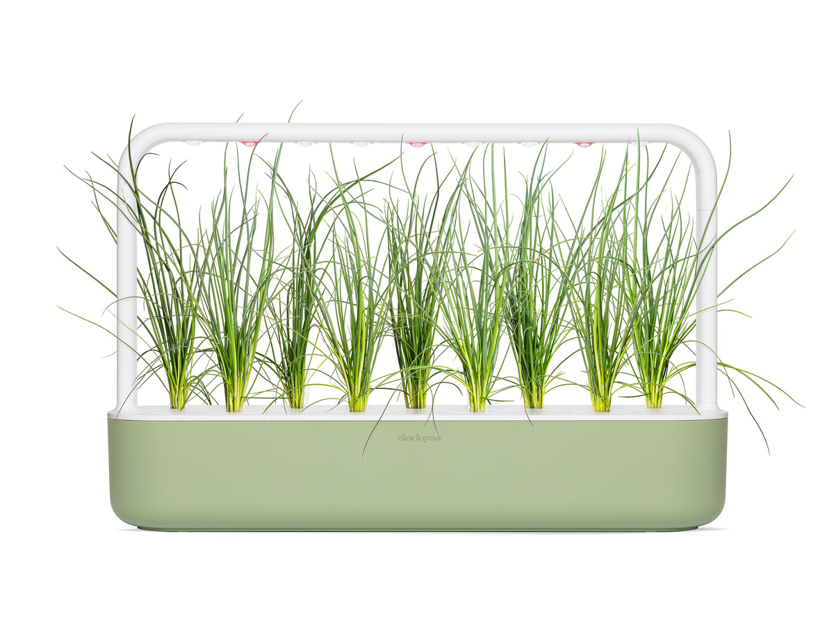 Green Onion Plant Pods 3-pack / Green Onion Plant Pods 3-pack