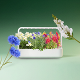 Among the Wildflowers Mix